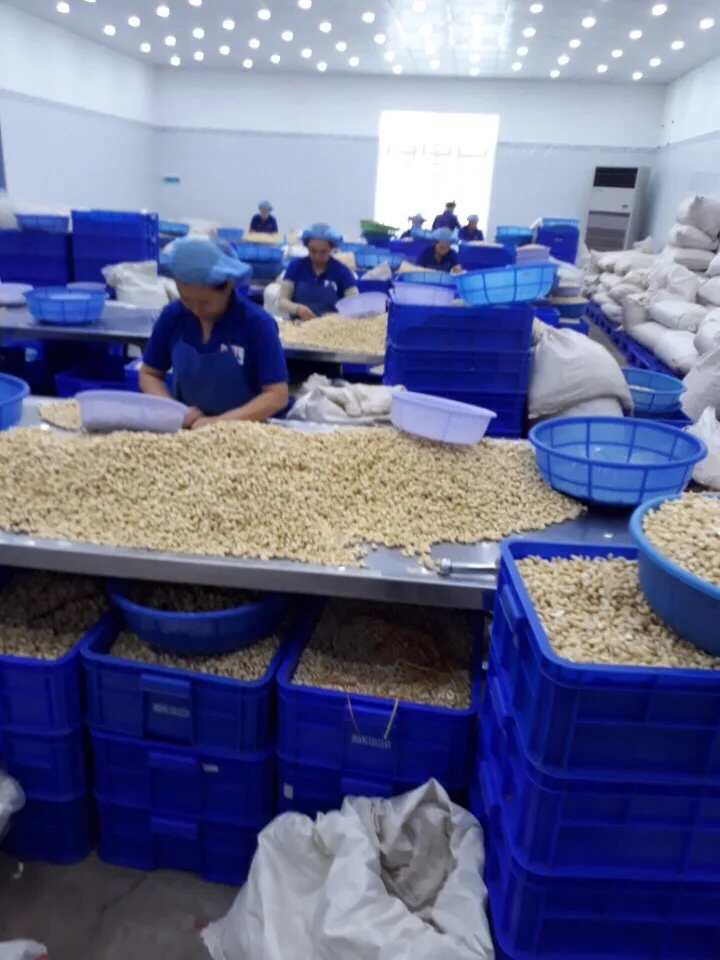 Vietnam Cashew Nuts Best Sales Season 2023 Whole Cashew Nuts Grade WW320 WW240 WW210 Made in Vietnam