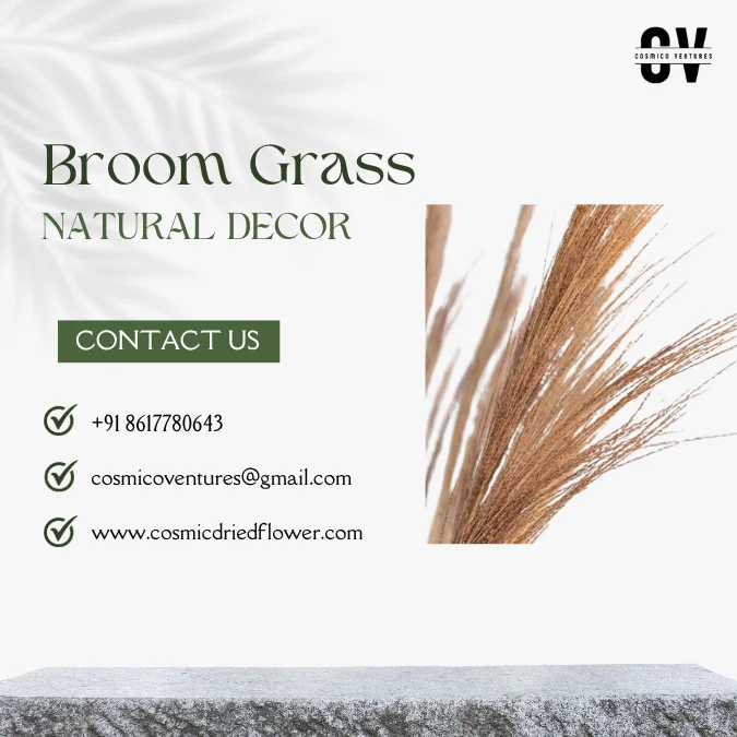High Quality Wholesale Natural Broom Grass for DIY, Events Decor & Other Dried Flower Decor
