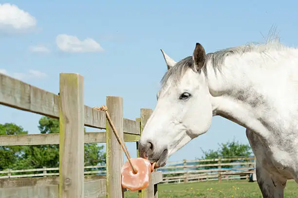 horse licking salt.jpg