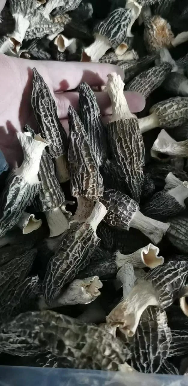 MUSHROOMS Dried Black Morels Mushrooms for Sale Akina