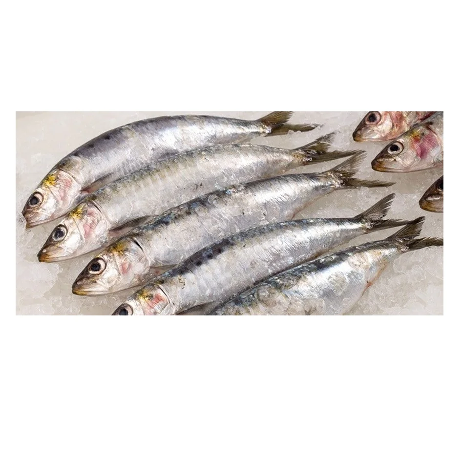 Высокое качество, поставляемые Замороженные экспортные свежие морепродукты Bqf, целая круглая рыба сардины по лучшей цене для продажи
