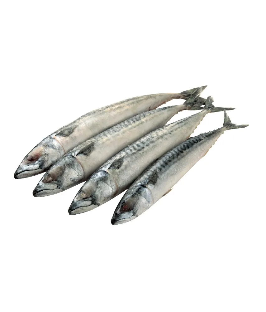 Wholesale High Quality Seafood frozen mackerel fish