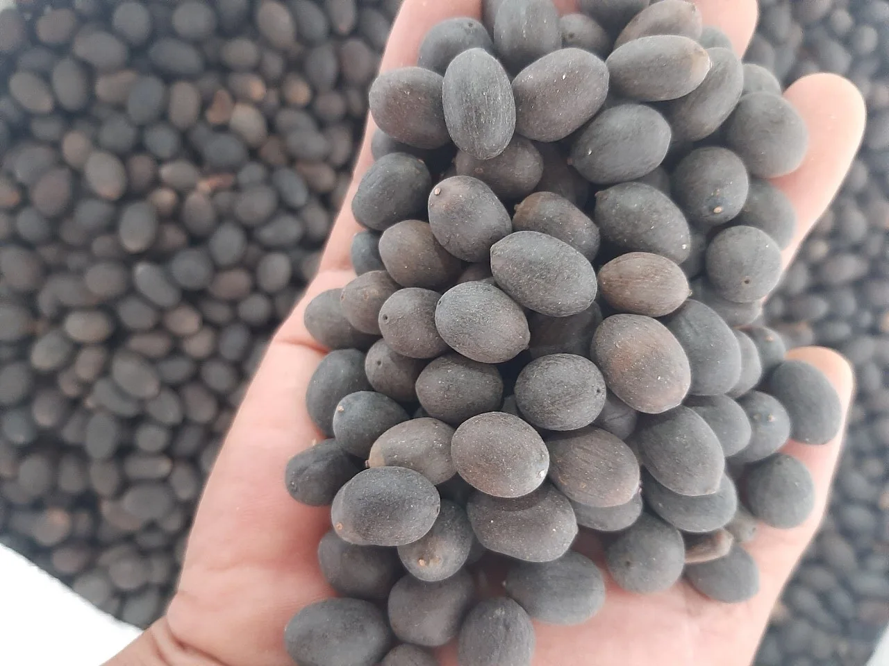 New season the cheapest price Dried Lotus Seed Vietnam Organic high quality