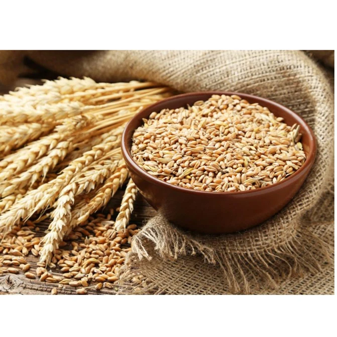 Organic Durum Wheat Grains in Bulk Best Wholesale Pricing for Food Usage