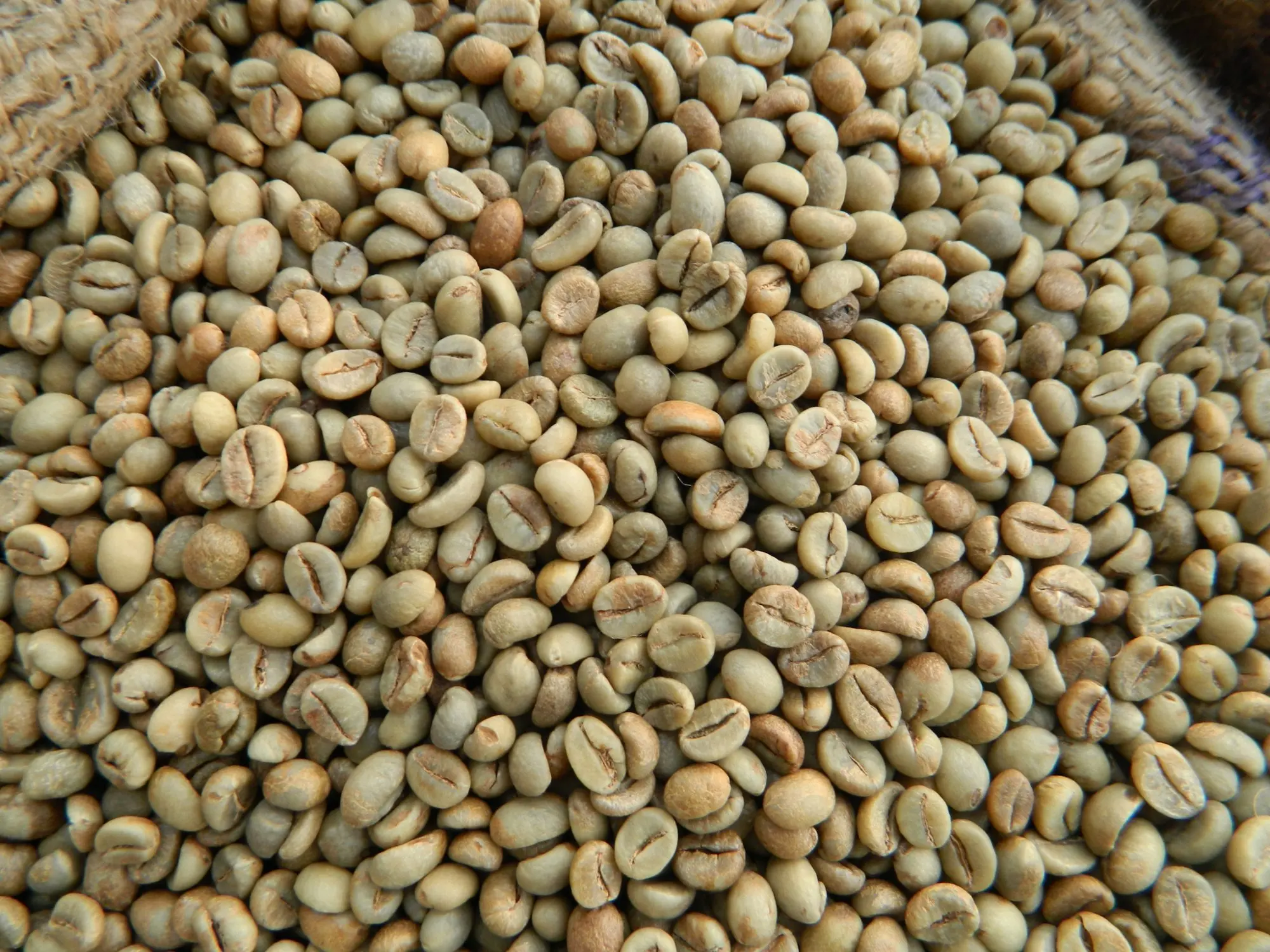 KING COFFEE - High Quality Vietnam Robusta Coffee Beans Grade 1 Screen 16 Clean - Best Ready Raw Coffee Beans from Exporter