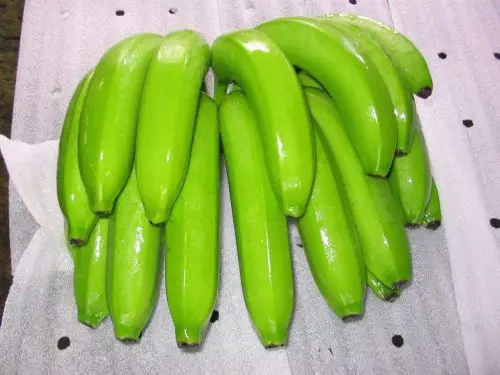 Organic Fresh Green Cavendish Banana From Vietnam Best Price Export Supplier - Caryln 0084935825297