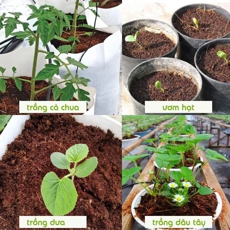 Peat planting soil made from coconut fiber, wholesale price from factory in Vietnam