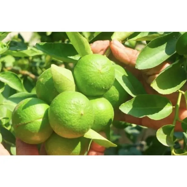 High Quality 100% Natural Fresh LEMON Fruit Wholesale From Thailand Green Citrus  Lemon Lime Juice