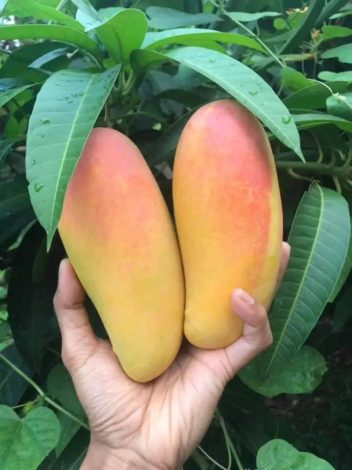 High Quality Thai mango (Pink) from Thailand sweet and soft (Export grade, Premium, Very sweet)