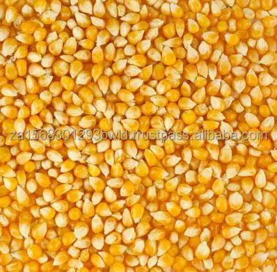 High-Nutritional White Corn - Ideal for Manufacturing and Feed - Nutrient-Rich Yellow Corn - Perfect for Feed and Processing