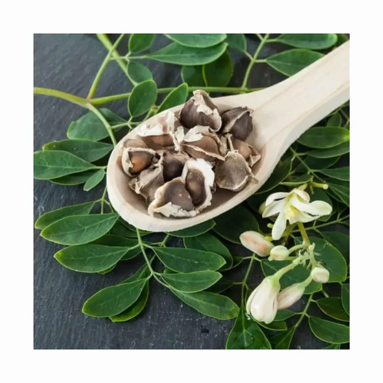 Семена Moringa oleifera/семена moringa лучшие цены на продажу