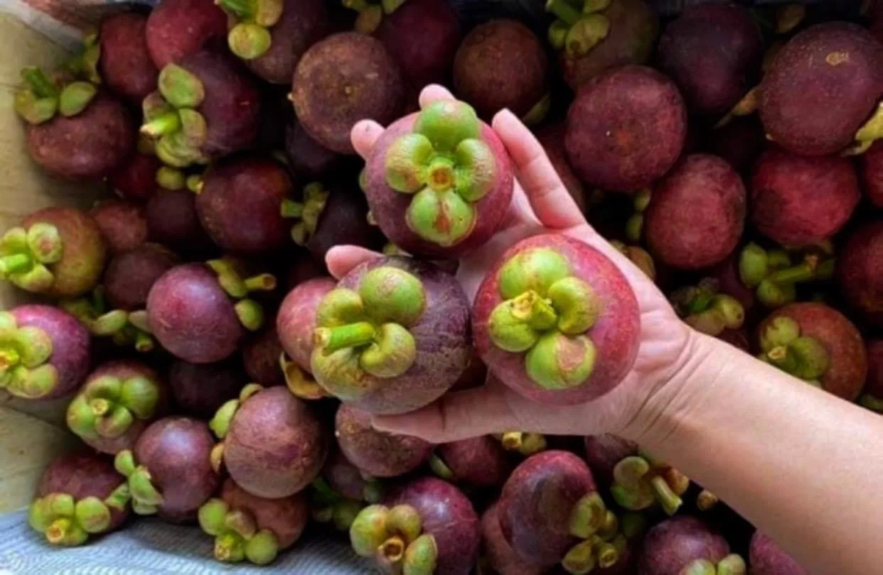 Высококачественный свежий мангостин из Таиланда 100% натуральный высококачественный свежий мангостин с лучшим вкусом