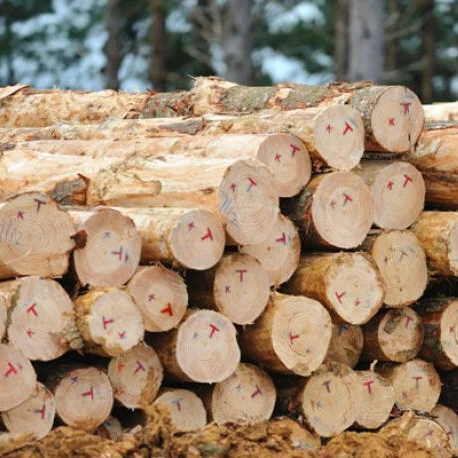 Eucalyptus Wood - Sawn Timber Construction Wood At Factory Price For Sale