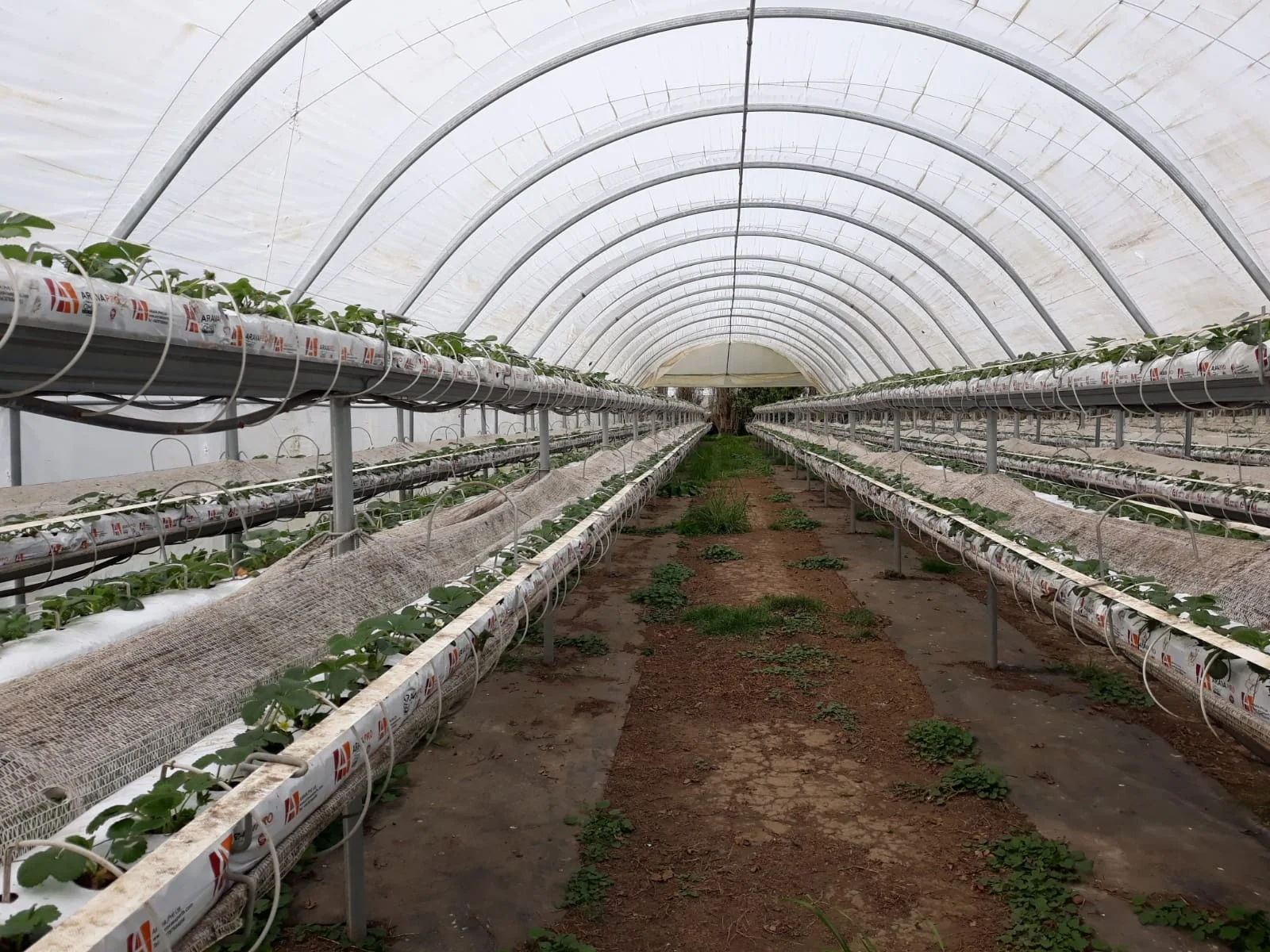 Strawberry Grow Bags  UV Treated