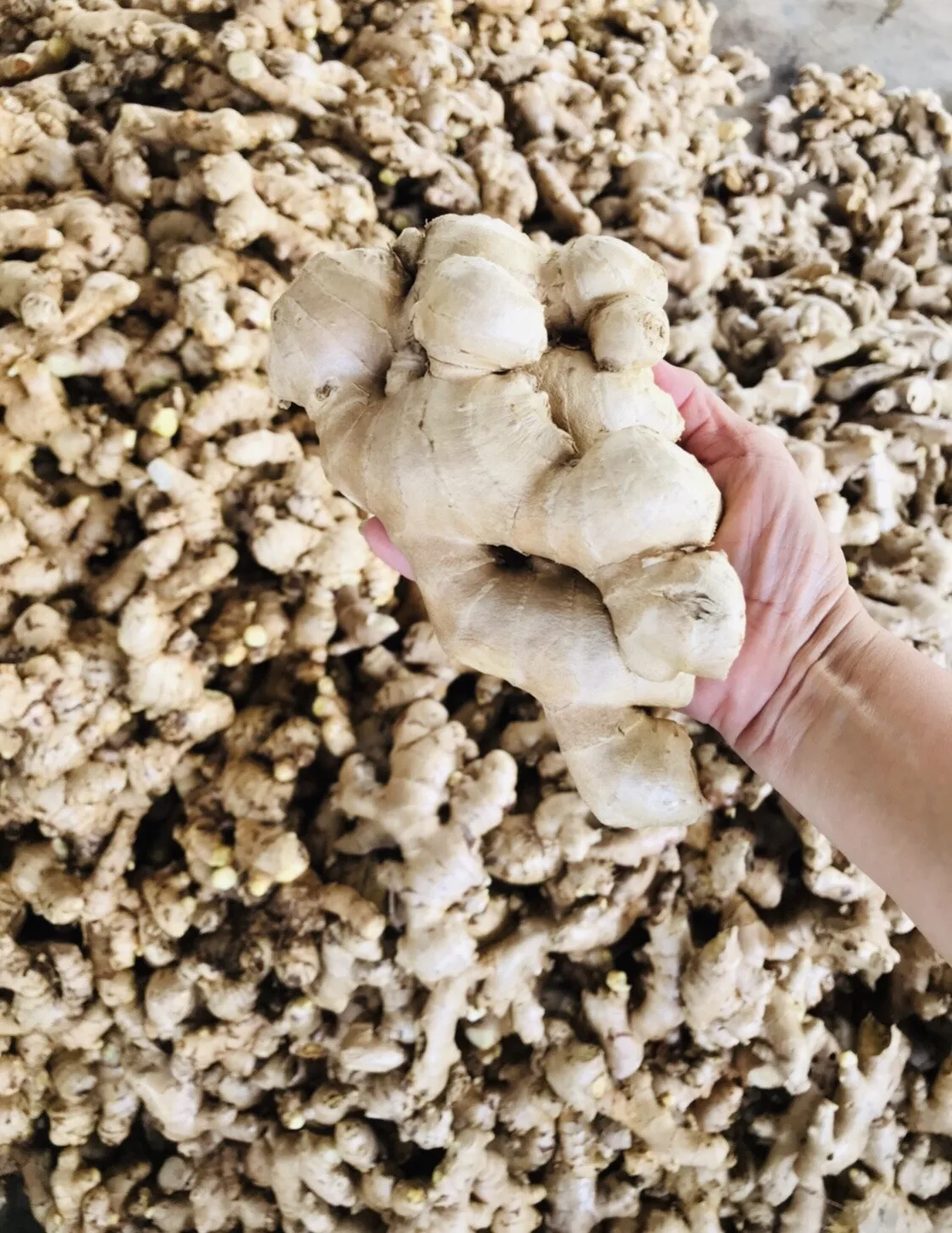 Best Export Quality Thailand Fresh Matured Gingers