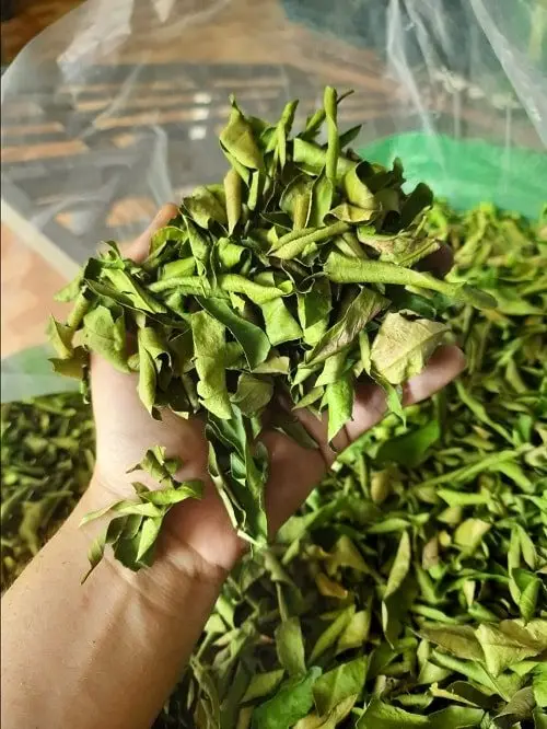 Dried lemon leaves competitive price made in Vietnam / holiday