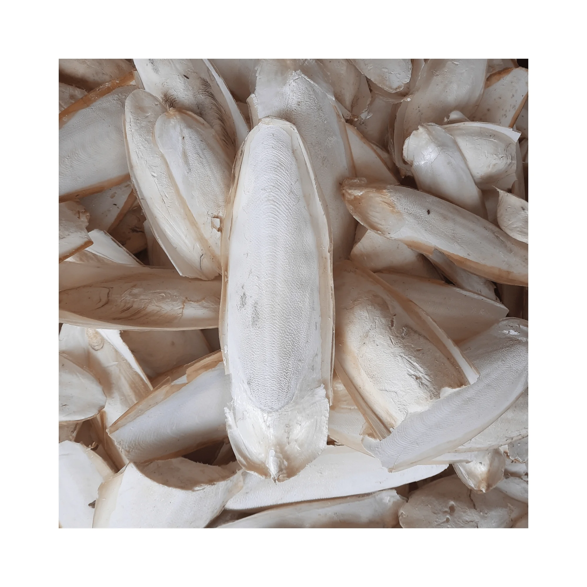 Hot Deal Pet Food Dried Cuttlefish Bone Cuttlebone Holder Bird Toy With High Quality Bleached White Trimmed Or Raw Best Price