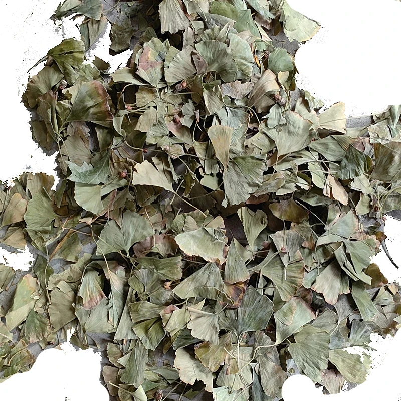 Heat-selling FOLIUM GINKGO  biloba leaf  promotes memory and improves brain function