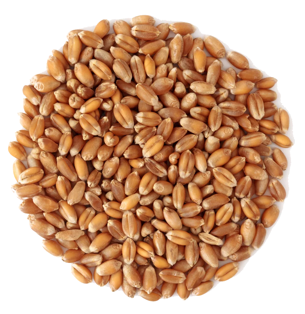 Cheap Price Wheat grain seed White Soft and Hard Wheat Grains for Sale