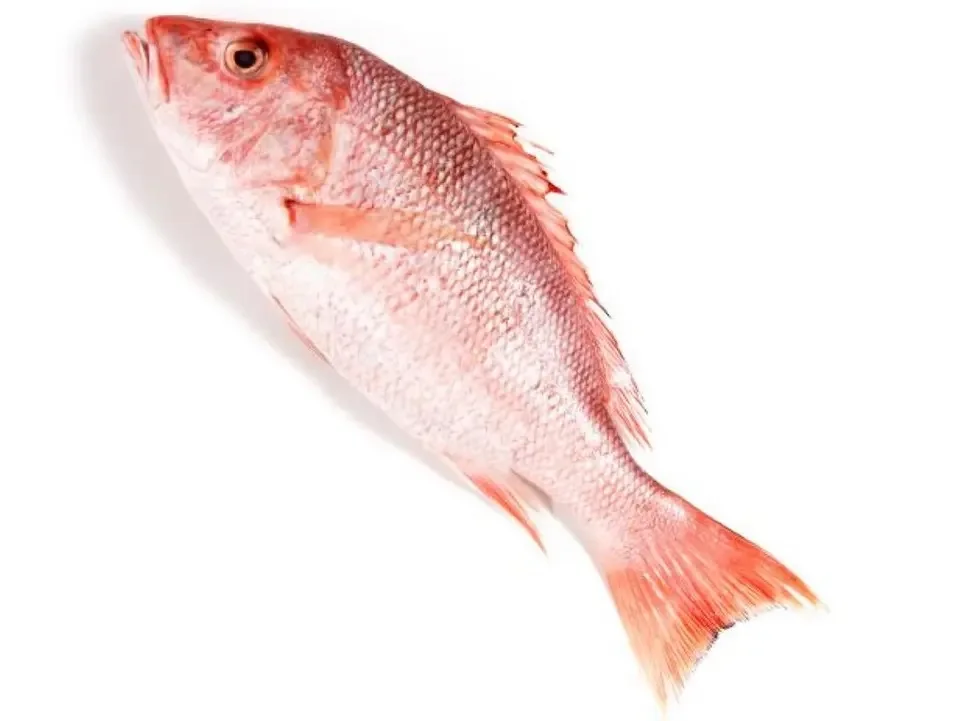 best quality fresh frozen red snapper fresh fillet skin on huge supplies snapper-fish for sale