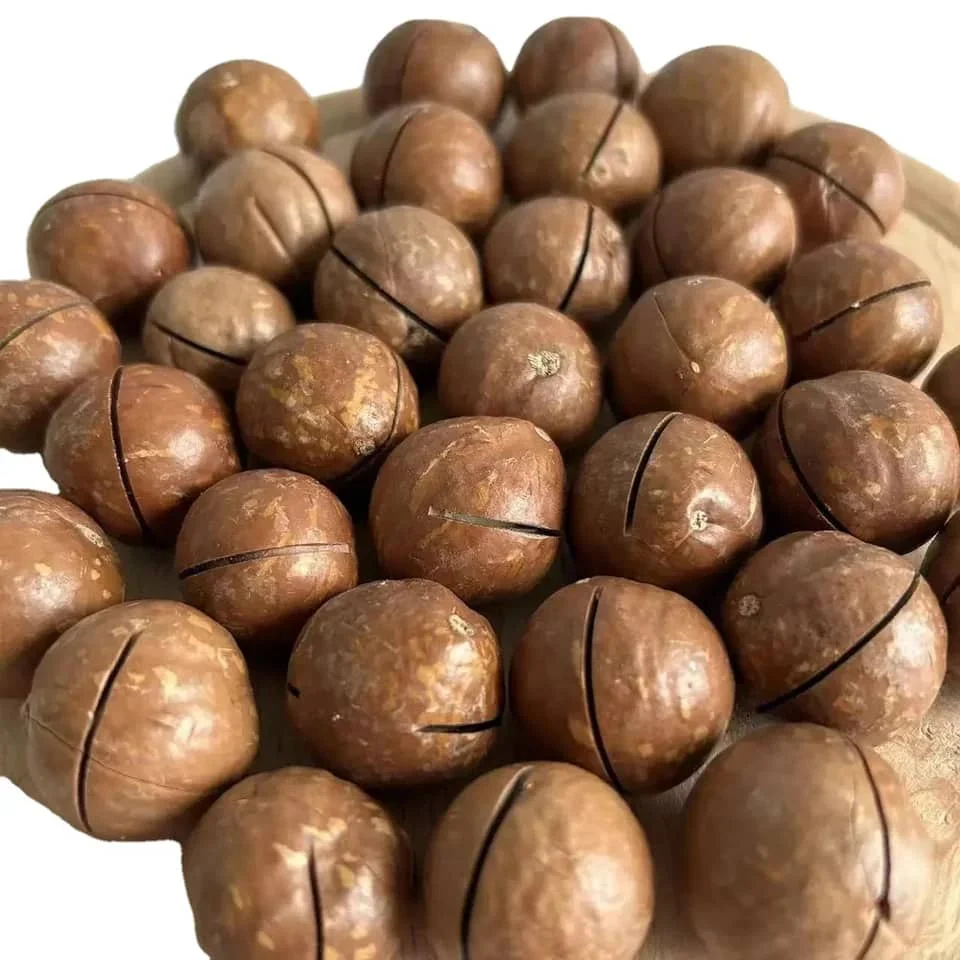 Высококачественные орехи макадамии-жареная макадамия-органические макадамия