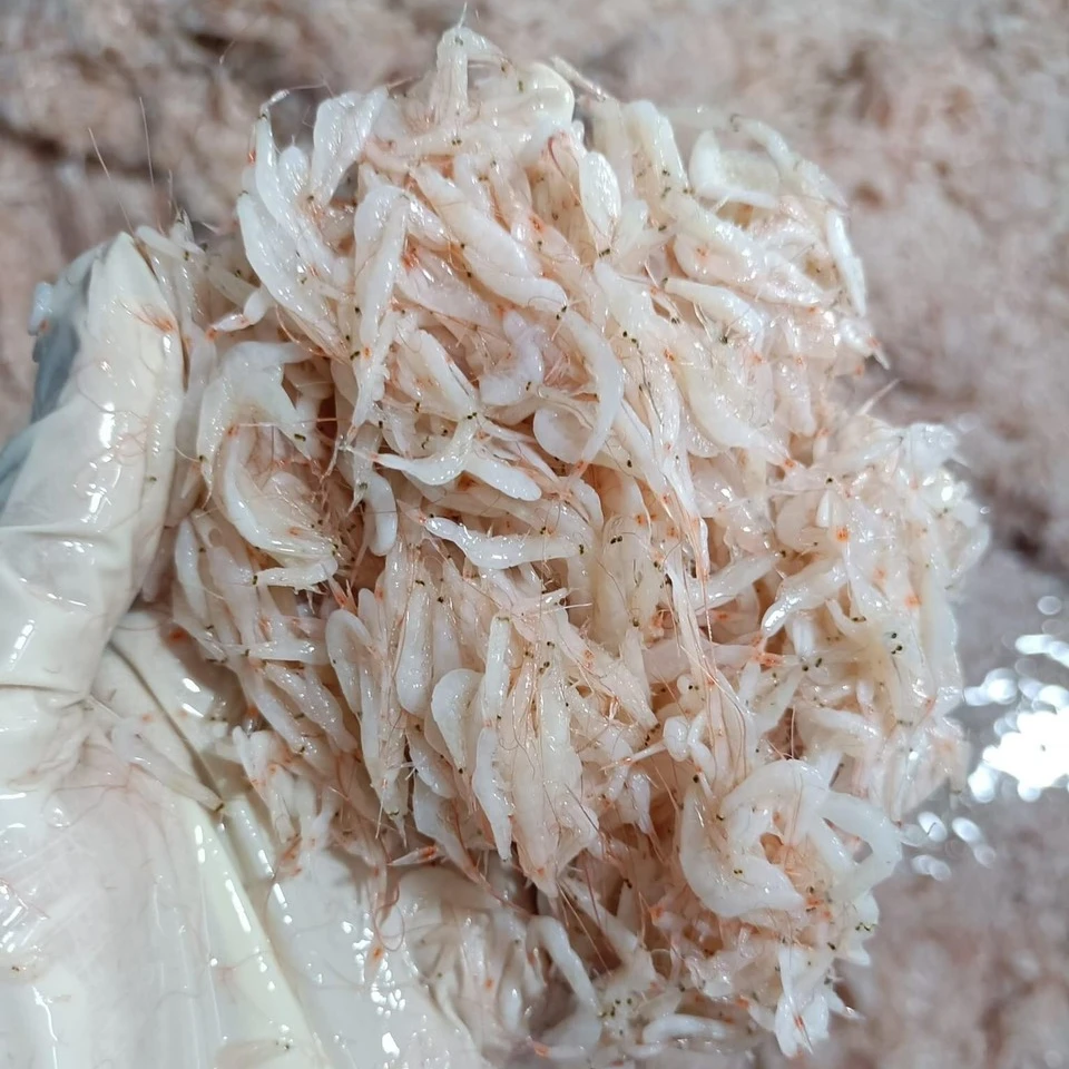 HOT SALE - VIETNAM SALTED BABY SHRIMP TO EXPORT WITH HIGH QUALITY AND BEST PRICE - SEAFOOD SUPPLY