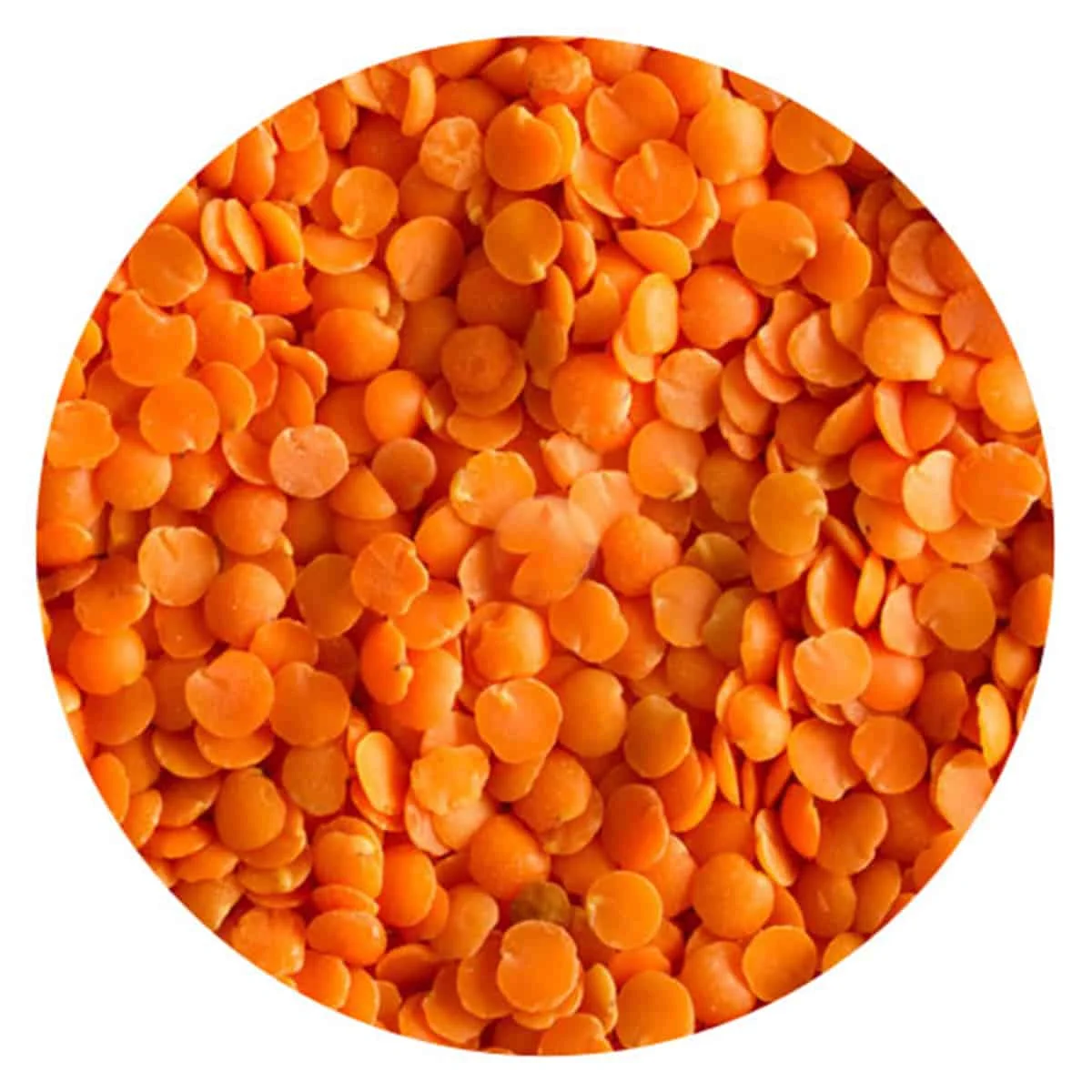 High Quality Organic Canadian Whole Red Lentils / Split Red Lentils Available For Sale At Low Price