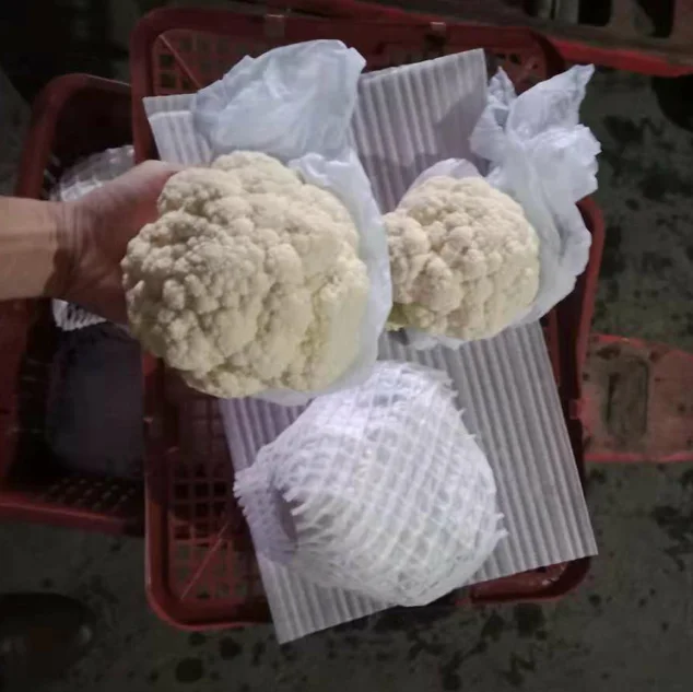 Свежий Капучинатор