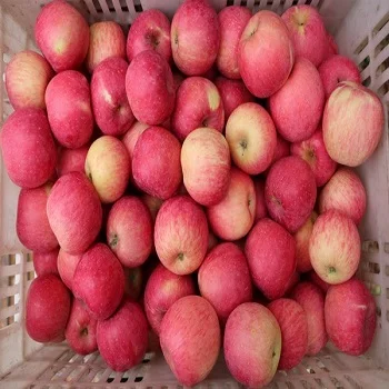 Quality new crop organic natural sweet and savory juicy delicious fruit fresh fuji apple