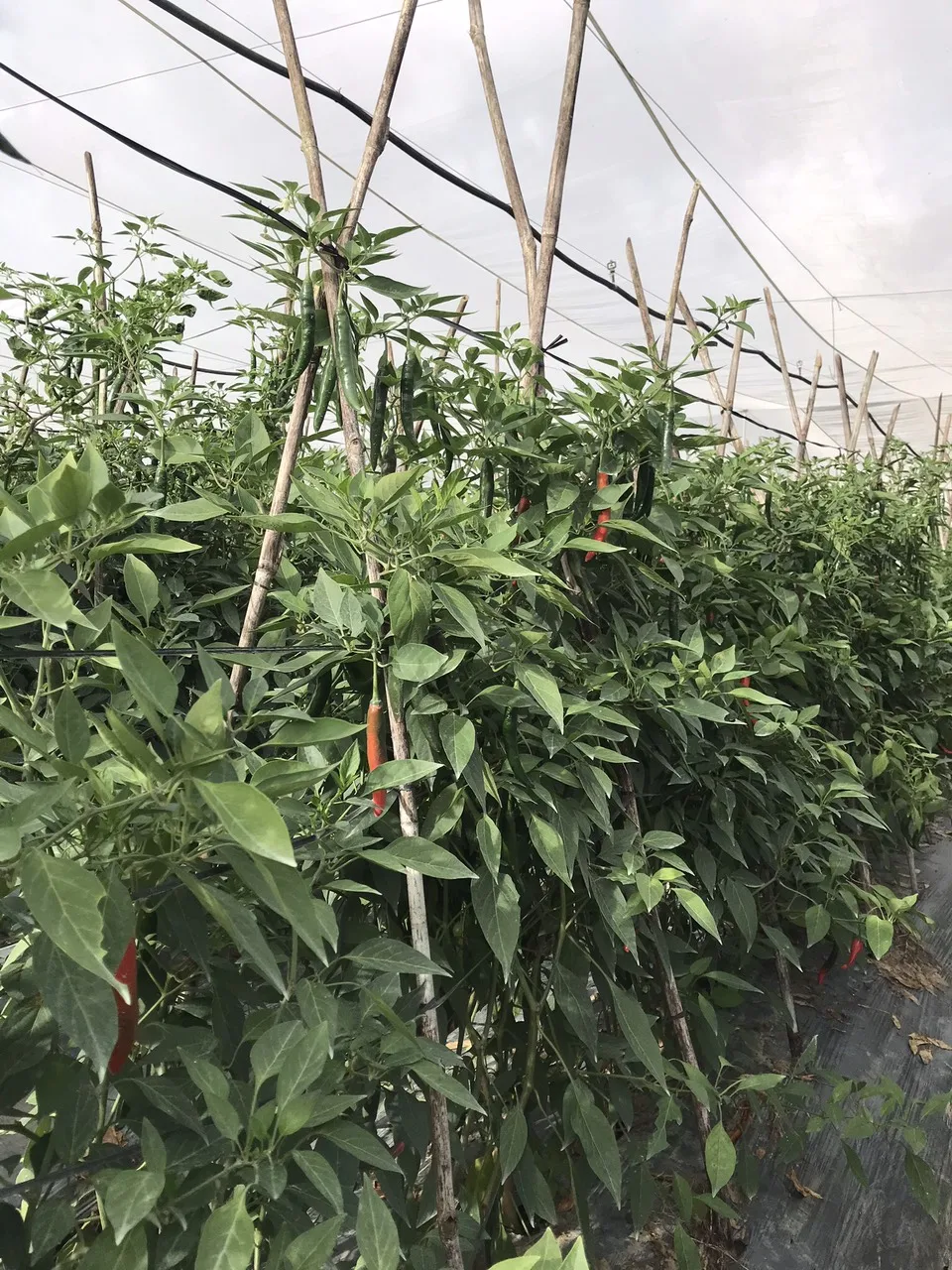 Wholesale Vietnam Of Cheapest Price Fresh Chili Pepper Fresh Capsicum 100% Natural Seasoning New Crop Chili Pepper High Quality