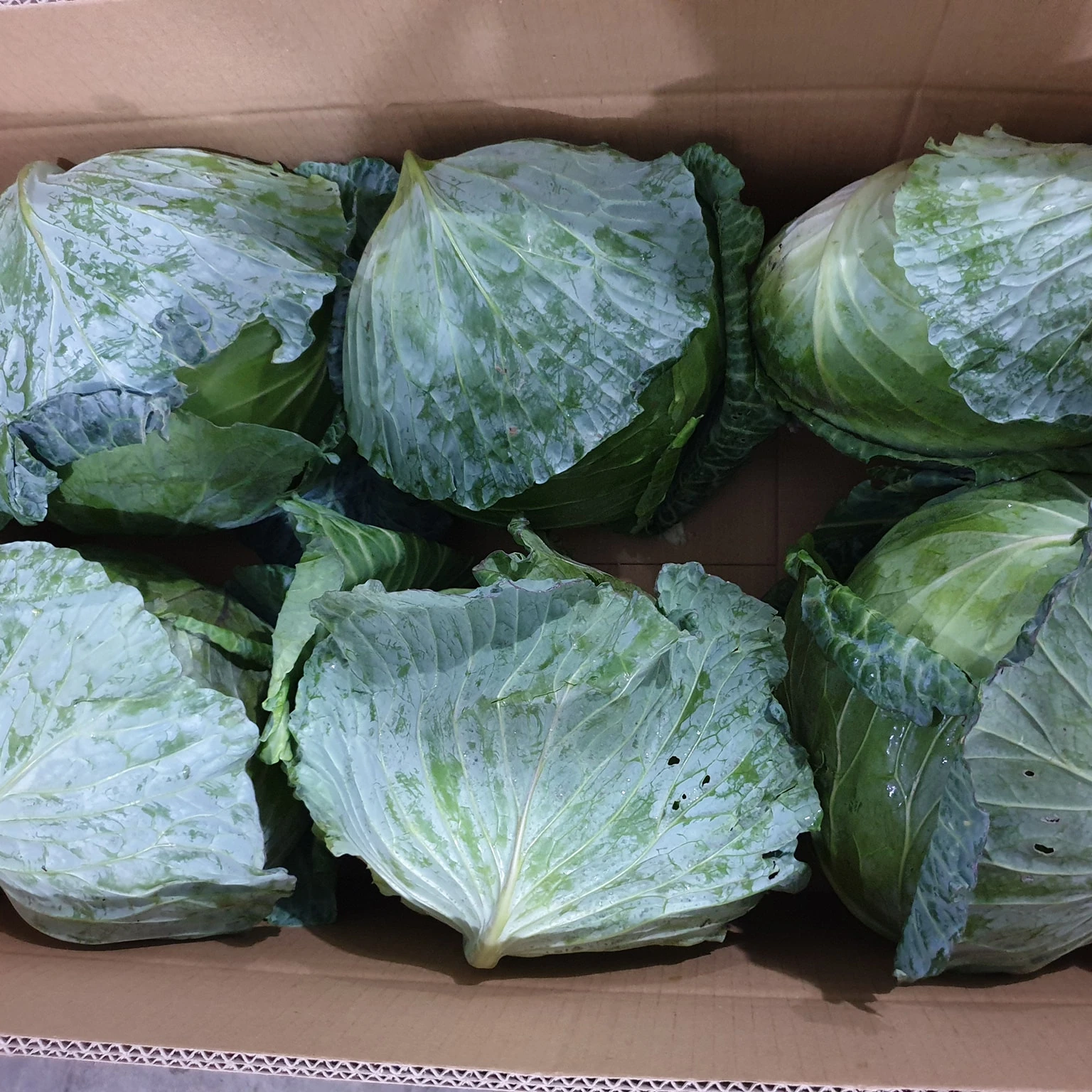 wholesales frssh cabbage with high quality from Vietnam