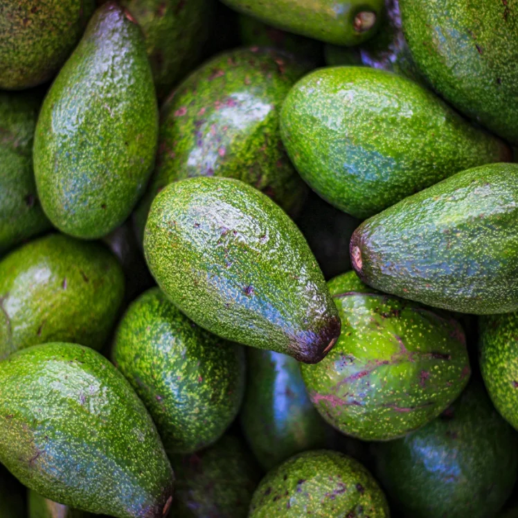 Best Quality Natural Fresh Avocado for Sale Organic Fresh Avocado Fruit at Wholesale Farm Price