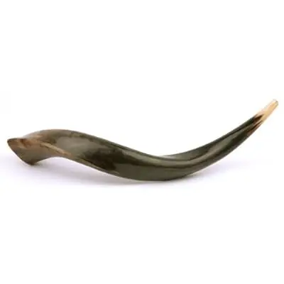 Tradition Jewish Shofar Kosher Spiral Horn Polished Natural Shoffar Shophar Kudu Antelope Passover Handmade Kosher Horn