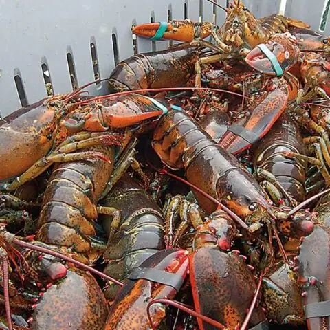 Эффективные по цене морепродукты из США/купить живые и замороженные канадские хвосты лобстера Омара оптом