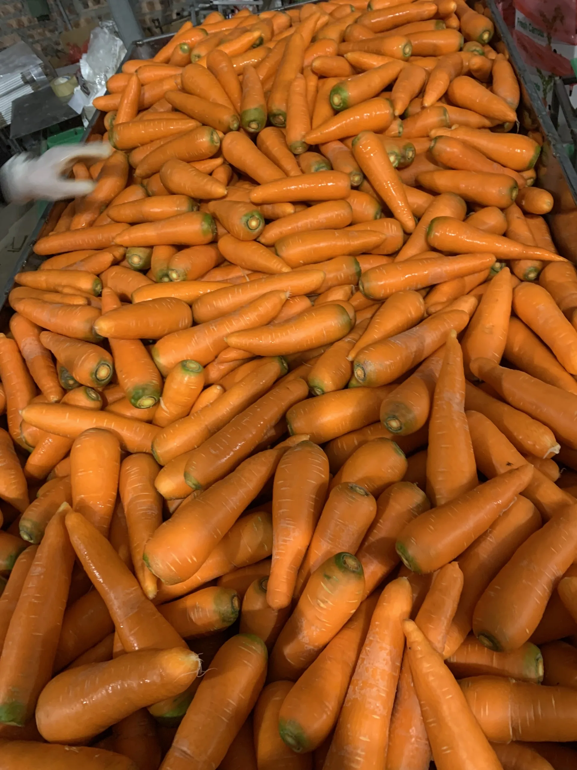 LOW PRICE CARROT, CHEAP FOR SALES