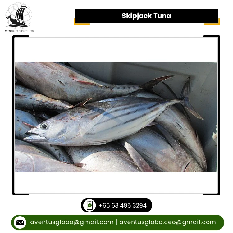 Thailand Origin Manufacturer Supply Factory Low Price Clean Frozen Seafood Product Skipjack Tuna Fish for Sale
