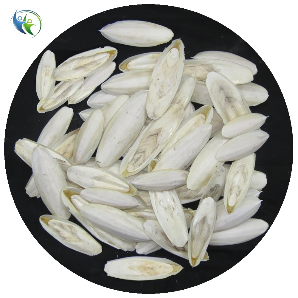 Squid cuttlefish bone - Natural cuttlefish bone - Fresh cuttle bone