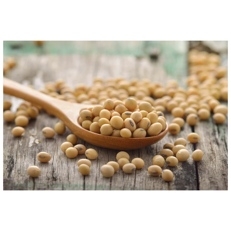 NON GMO Soybean Available for Cheap Price / High Quality Soybean/Soya Bean - Soybean Seeds