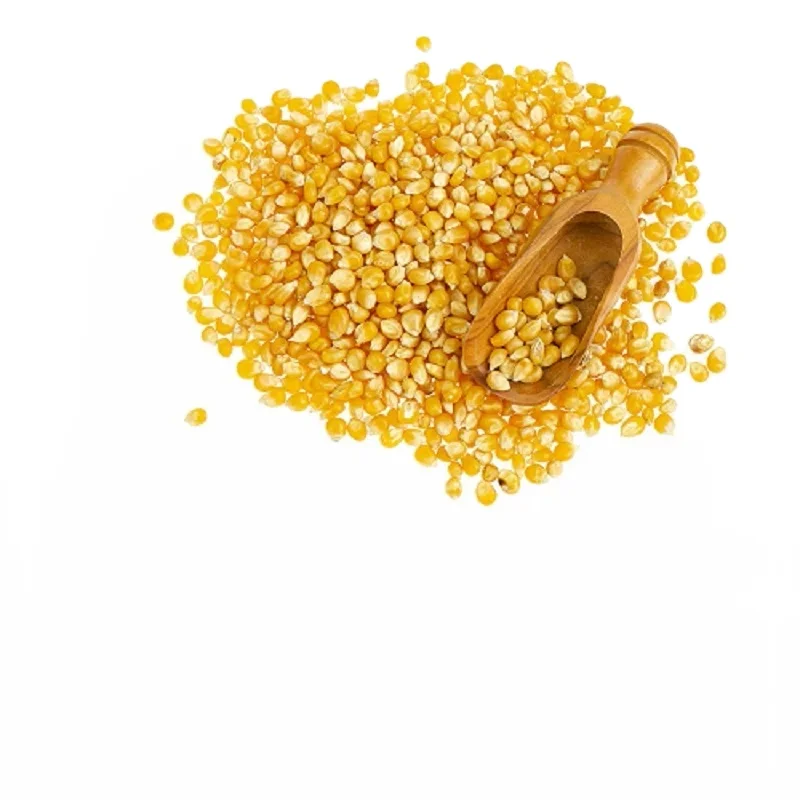 Nice Hot Sale Yellow Corn & Red Corn/ Corn- Dried and Sweet Frozen Corn/ Maize for Human & Animal Feed FOR SALE