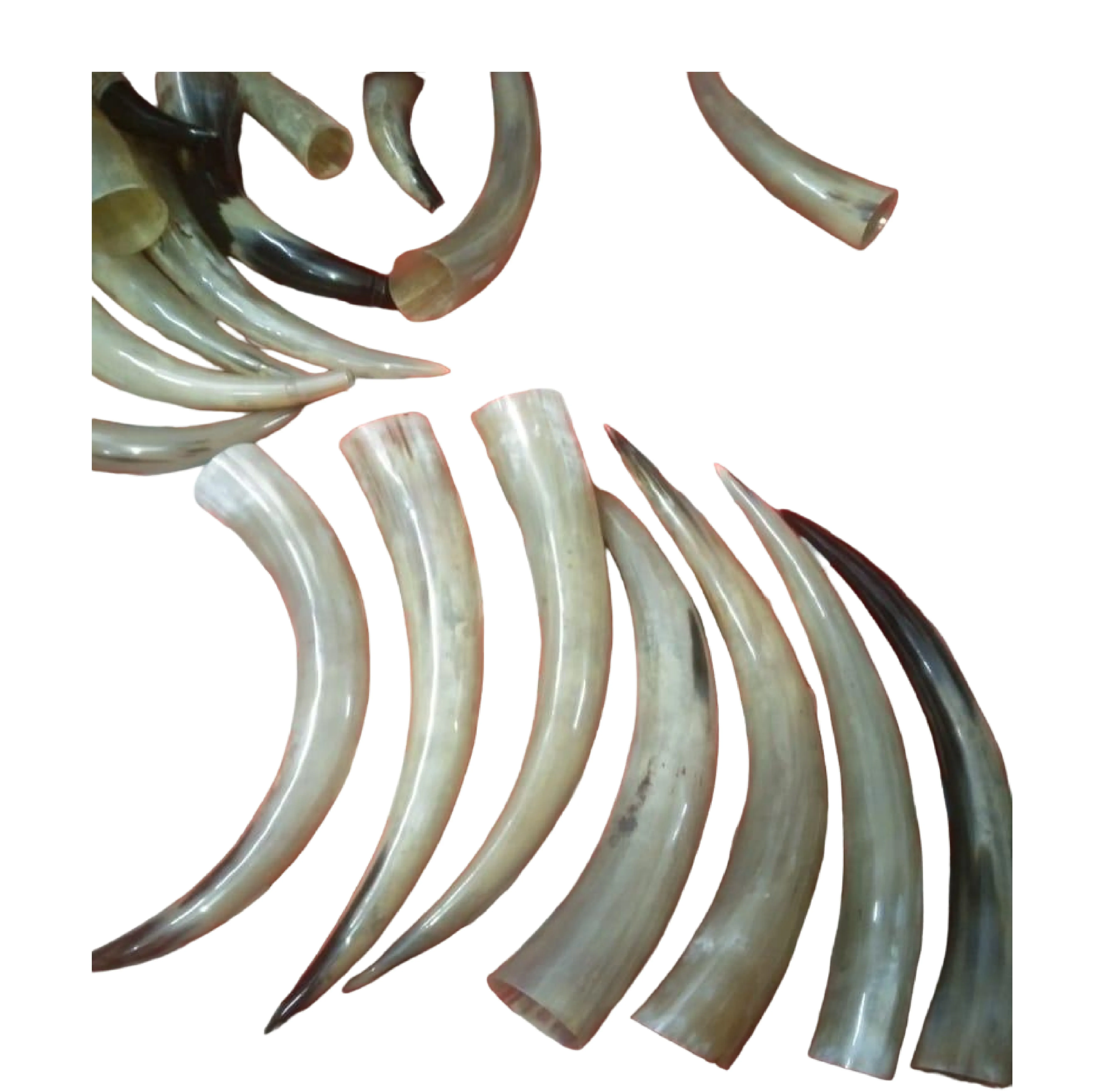 Top Quality Natural Buffalo Powder Best Gifts Top Indian Manufacturer Of Natural Buffalo Blow Horn Powder Horn Drinking Horns