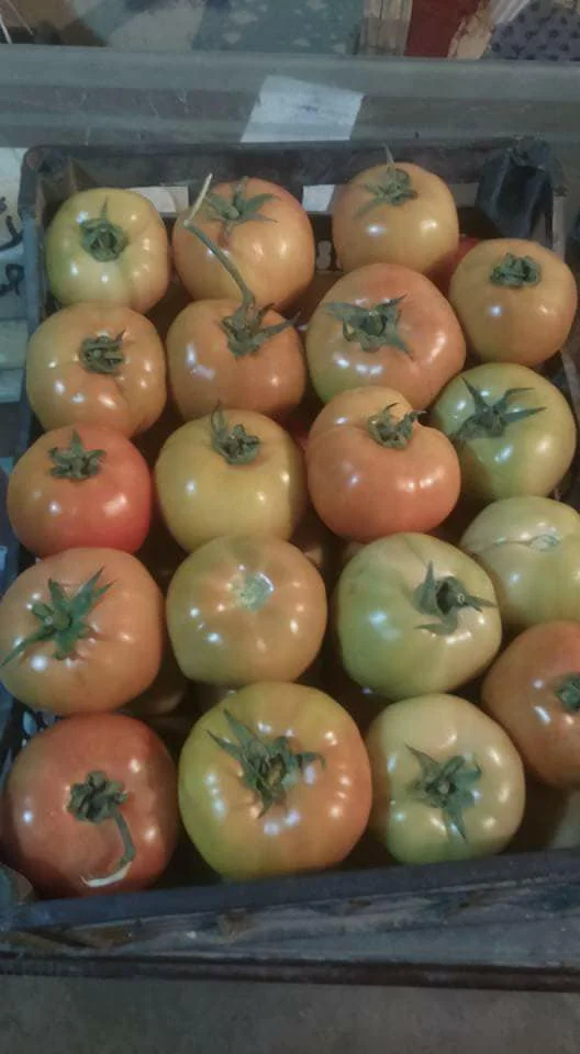 Fresh tomatoes