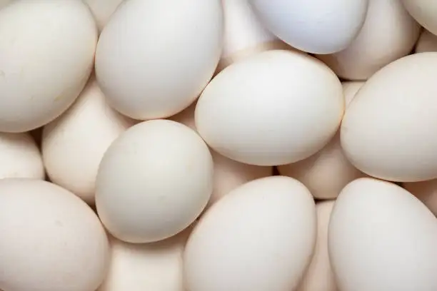 Fresh Eggs