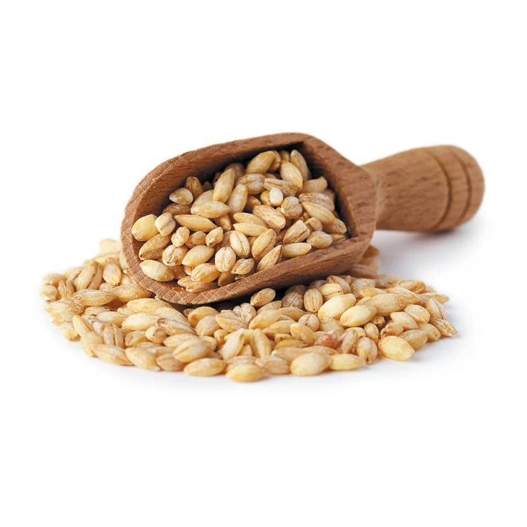 Animal feed barley/bulk barley Malted Barley / Barley Grains