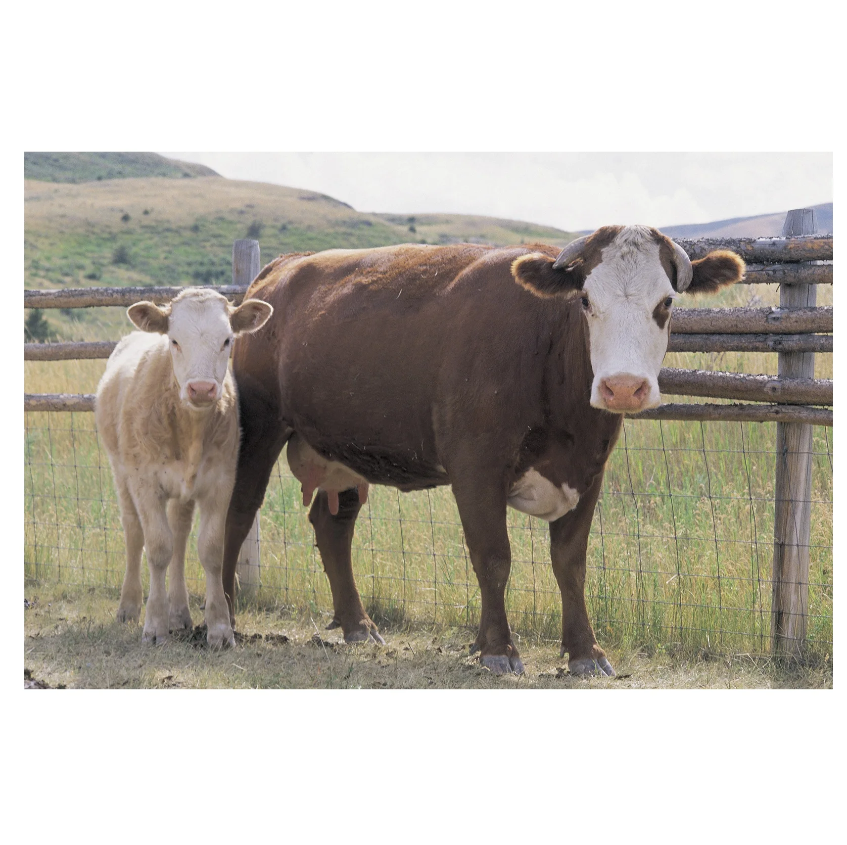 Молочный скот Holstein Friesians