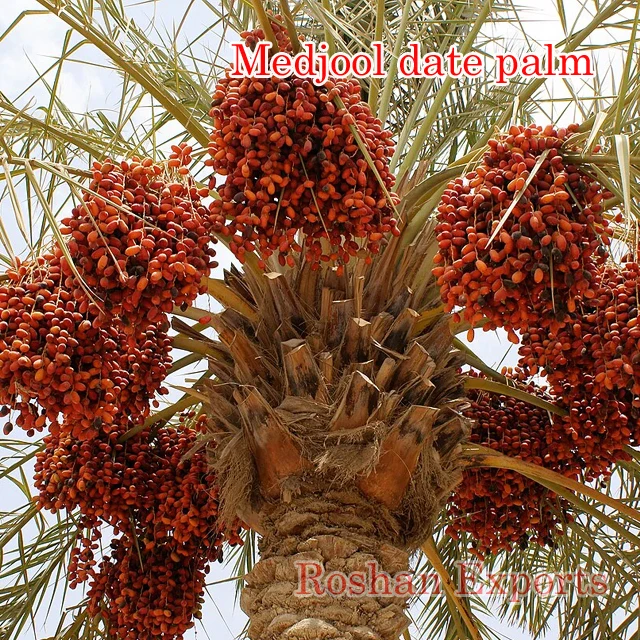 Tissue culture date palm