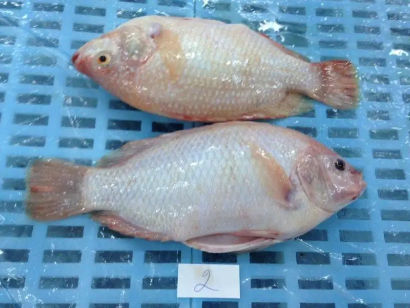 Wholesaler Frozen Fish Fresh Red Tilapia IQF Frozen Export In Bulk Customize Packing In Vacuum Bag For Sale