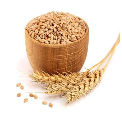 Высококачественная пшеница/пшеничное зерно/украинская Пшеница для