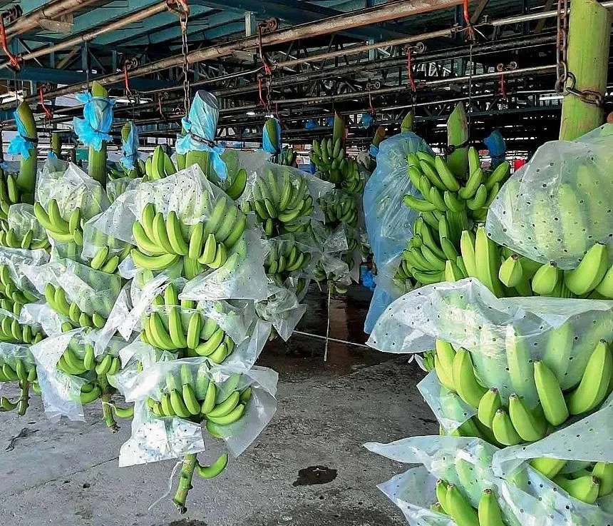 Best quality fresh green cavendish banana/ fresh banana prices from Vietnam / GREEN SKIN SWEET BANANAS