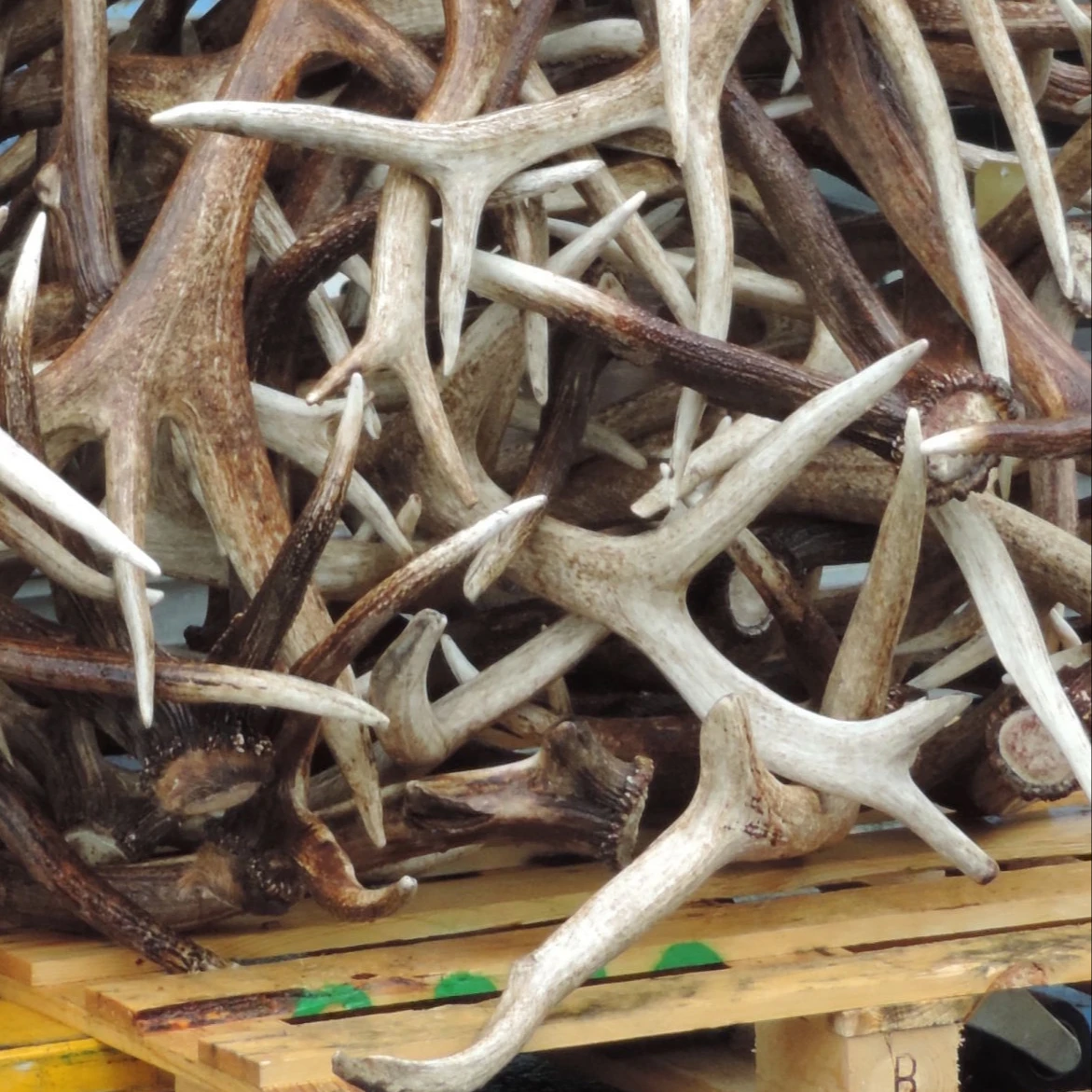Best Grade Red Deer Antlers, Red Deer Antlers Horns.