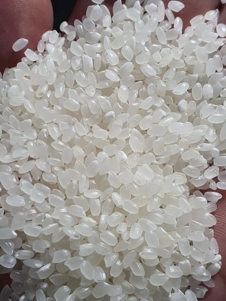 Vietnam Camolino Calrose Rice Japonica rice from Vilaconic factories _whatsapp: +84398885178